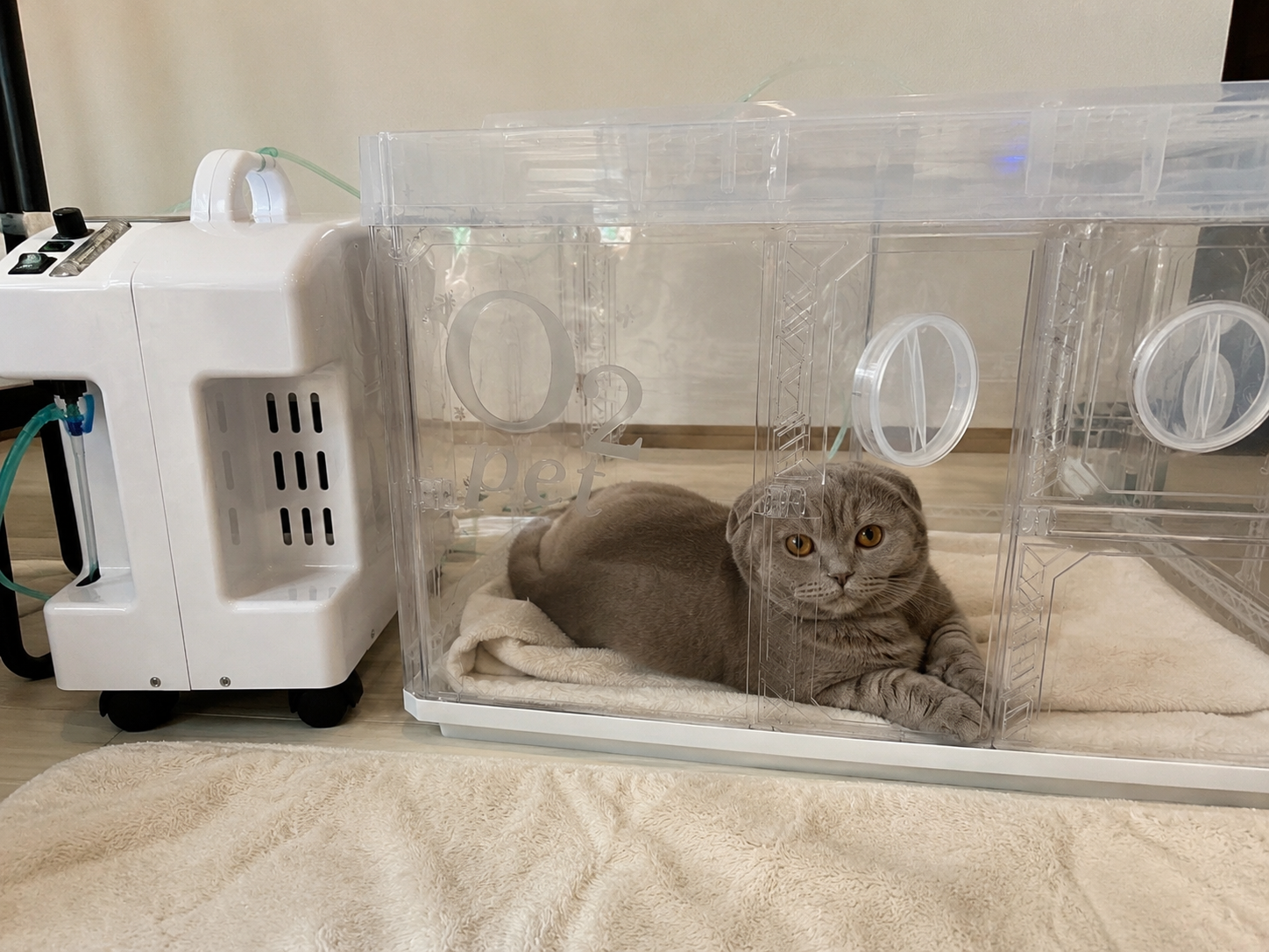 猫ちゃんの利用事例3