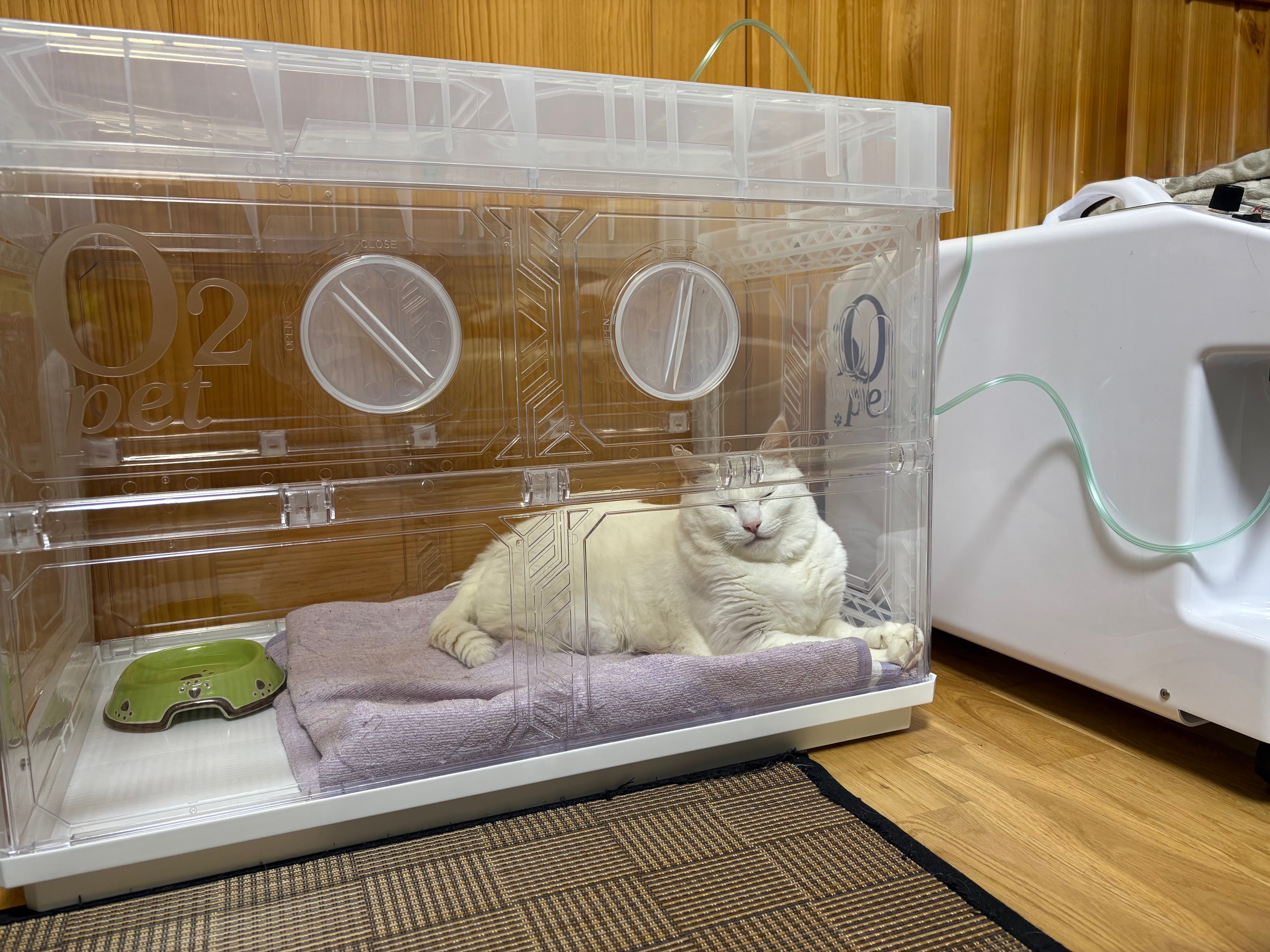 猫ちゃんの利用事例4