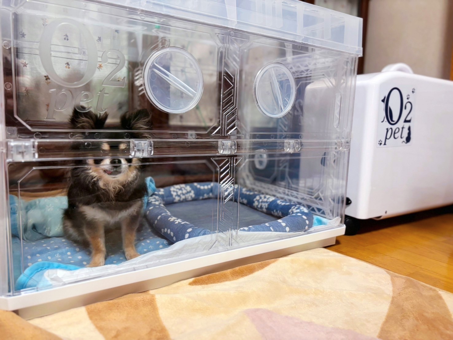 わんちゃんの利用事例4